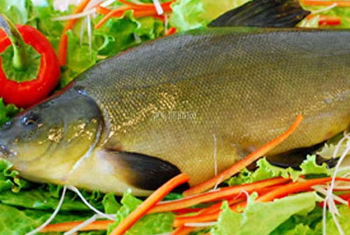 丁桂鱼是一种名贵鱼种,其肉质鲜美非普通鱼类可比 