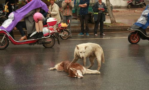 狗狗过马路被车流碾死, 同伴呜咽哭泣守身旁, 路人看了心疼惨了