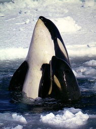 全球最大的鲸是什么鲸虎鲸伤人吗?(世界最大的鲸鱼是什么鲸多少吨)