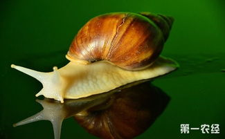 白玉蜗牛的生活特点是怎样的 白玉蜗牛的生活习性