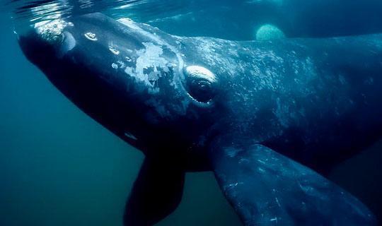 最大十种鲸鱼(最大鲸类排行)