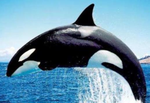 全球十大智商最高的动物,海豚温和友善,虎鲸是食肉动物