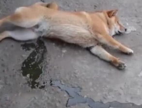 柴犬熟睡在大街上,源源不断喷出水来,是梦到一排树了吧