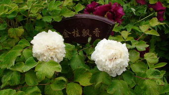 洛阳牡丹甲天下 20120414洛阳王城公园牡丹花图片 