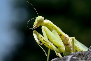 霸道的螳螂图片 第27张