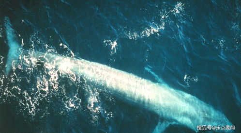 我国科学家在南海首次发现鲸落,为什么称鲸落是深海生命的绿洲