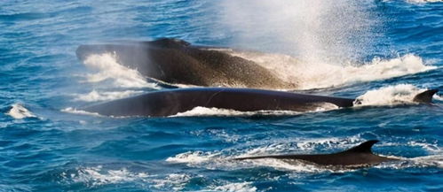 世界上第二大的鲸鱼,长须鲸 一天吃3600斤鱼虾 