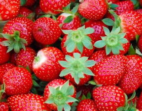 梦见摘草莓吃草莓是什么意思梦见好多大草莓还吃了(梦到摘了好多草莓吃)