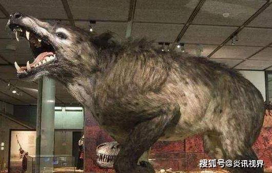 什么是 驴头狼 真有这种动物吗 为什么会出现在神农架