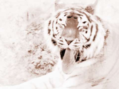 做梦梦见老虎的舌头是什么意思 周公解梦 