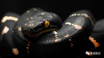 世界上最美的毒蛇,惊艳了