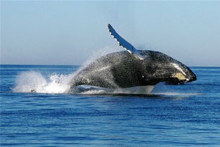 梦见鲸鱼是什么意思有什么预兆 周公解梦 