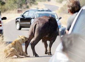 饥肠辘辘的狮子撕杀水牛,刚将水牛逼在马路中间自己却放弃了