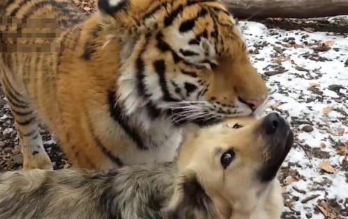当老虎和狗成为了好朋友,老虎 你感动吗 狗 不敢动不敢动