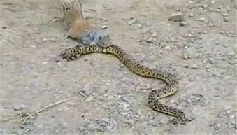 毒蛇巧遇小松鼠,用作午餐,却被松鼠这样耍着玩