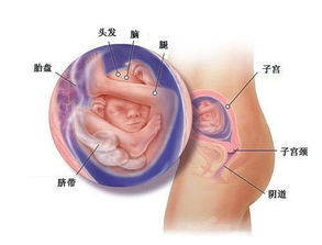 怀孕11周早孕反应基本消失(孕11周早孕反应突然消失)