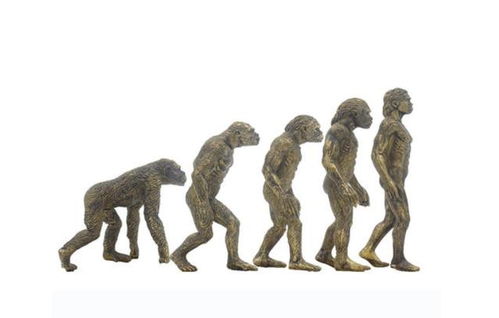 人类的祖先到底是不是猴子 进化论存在难以解释的漏洞