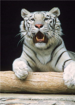 梦见白老虎是什么意思 白老虎预示着什么呢