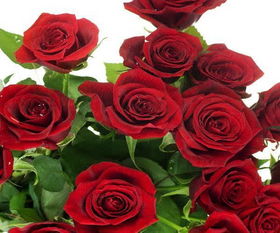 红玫瑰花的外貌描写(红玫瑰花的外貌描写200字)