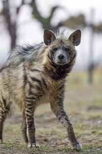 动物世界 条纹鬣狗