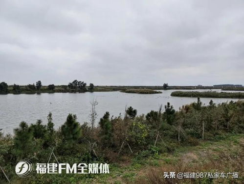 闽江口湿地公园成候鸟们最 心水 的迁徙地之一