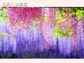 紫藤萝瀑布 