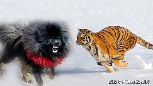 很多动物包括狮子藏獒,从没见过老虎,为什么却要害怕老虎呢