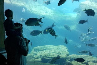 全球10大海洋馆,上海海洋水族馆上榜,你去过游玩过吗