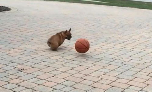 让狗狗去帮忙将篮球捡回来,结果这家伙追着球越走越远,让我很无奈