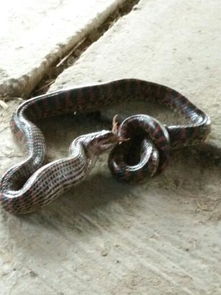 一早上发现一条蛇出现在我家门前 嘴里还在吃青蛙 这是有什么征兆吗 