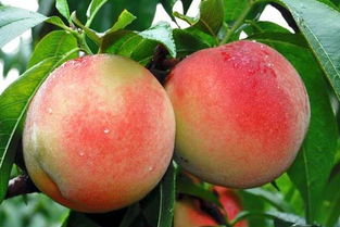 南汇水蜜桃上市时间 几月 水蜜桃哪里的最好吃