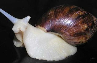白玉蜗牛是软体动物吗(白玉蜗牛是野生动物吗)