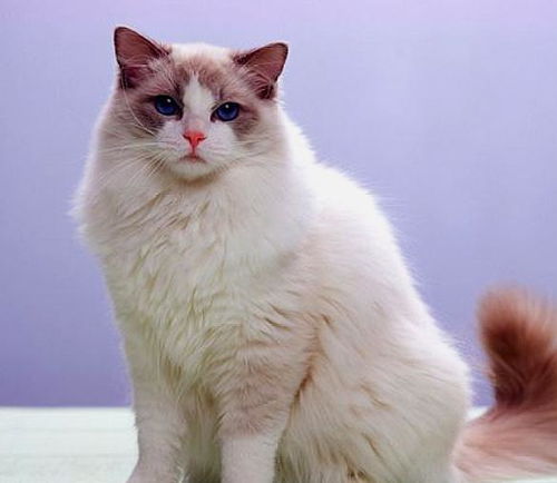 布偶猫 高配版的暹罗猫,我不只有暹罗猫的热情还有更多的温柔
