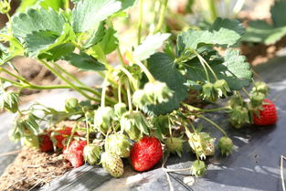 周末摘草莓去 龙蟠的草莓红啦,又大又甜 