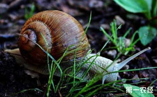 食用蜗牛天敌有哪些 人工养殖蜗牛的主要天敌和防治措施