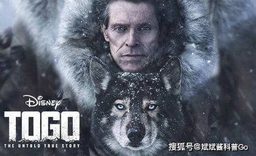 多哥雪橇犬中文版辽沈战役电影网(多哥雪橇犬是什么品种)