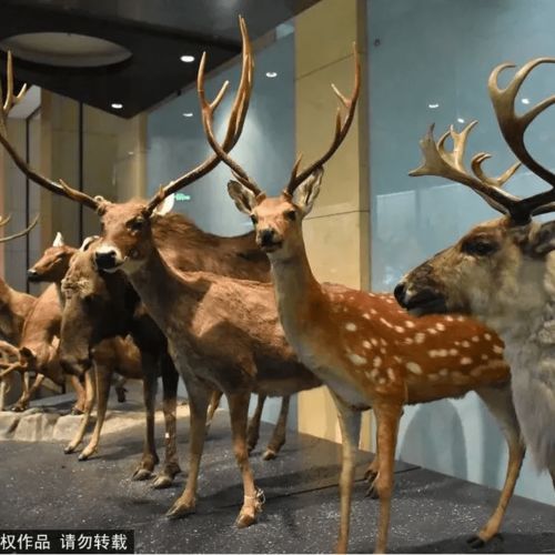 中国古动物馆门票在哪买(中国古动物馆开放时间)