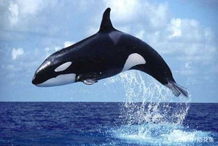 虎鲸妈妈拖着夭折的幼鲸在海里同游数日 鲸妈妈举动感动了无数人