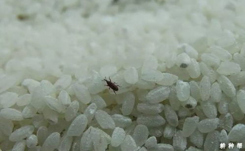 米缸中明明很干净,却总生出黑虫子,它们究竟是从哪里来的呢