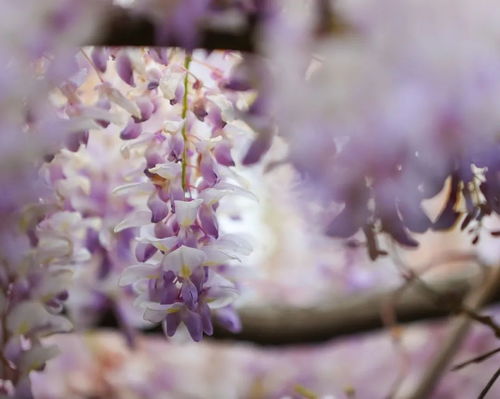 不仅在紫藤公园,嘉定这些地方的紫藤也花开正盛
