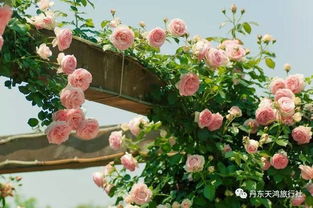 丹东馨艺山庄一日游 7月2已成团 蔷薇花开的季节 代售景区自驾票
