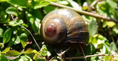 蜗牛是害虫 10种最美丽的蜗牛会不会让你改观呢