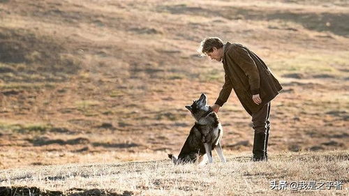 一部关于雪橇犬的优秀电影 多哥 讲述了狗与主人的传奇故事