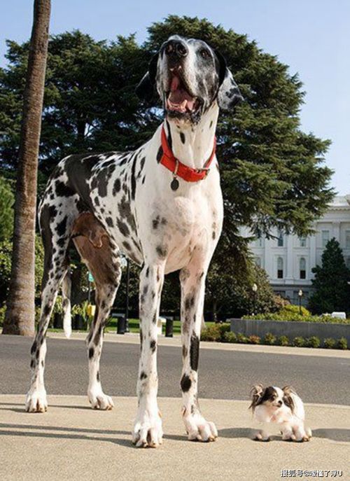 世界上最大的狗和最小的狗相遇,为啥最小的狗是9.65厘米而不是7.62厘米