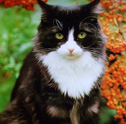 挪威森林猫最好看的颜色(挪威森林猫有哪些花色)