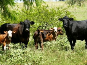 梦见一群牛在吃草