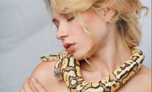 女人梦到大蟒蛇有什么征兆 是要怀孕了吗 还是有财运