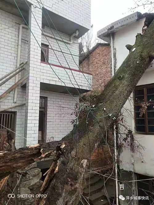 萍乡 今天一场大风刮倒600年大树,两栋房屋被砸破,场面惊呆了