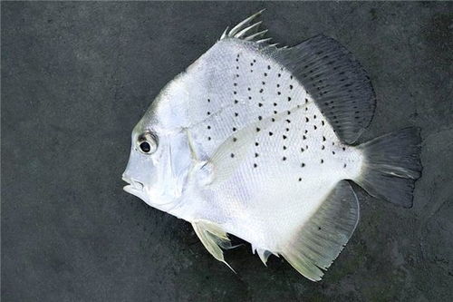 梦见白色的鱼