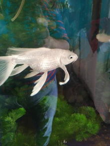 这个鱼是怀孕了吗 
